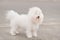 Portrait of a Bichon Havanese dog