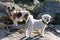 Portrait of a bichon and a papillon dog