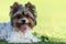 Portrait of Biewer terrier with her tongue out in the grass