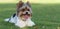 Portrait of Biewer terrier with her tongue out in the grass