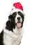 Portrait of a big Alabai dog in Santa red hat