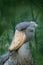 Portrait of big beak bird Shoebill, Balaeniceps rex, Uganda