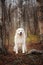 Portrait of big beautiful maremma dog sitting in the autumn forest. White fluffy Italian sheepdog