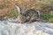 Portrait of a big beautiful rabbit in the yard