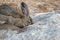 Portrait of a big beautiful rabbit in the yard