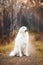 Portrait of big and beautiful white maremma dog sitting in the autumn forest