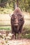 Portrait of big bison in small privately zoo. Soft focus. Toned