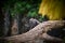 Portrait of big, black gorilla Loro Park - Tenerife, Canary islands, Spain