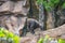 Portrait of big, black gorilla Loro Park - Tenerife, Canary islands, Spain