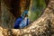 Portrait of big blue parrot, Pantanal, Brazil, South America. Beautiful rare bird in the nature habitat. Macaw in wild nature. Hya