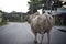 Portrait of big cow stands on the rural road