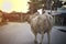 Portrait of big cow stands on the rural road with ignorance