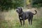 Portrait of a big dark gray cane corso