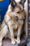 Portrait of a big dog looking to camera with happy face.