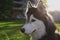Portrait of a big fluffy husky malamute in sunbeams