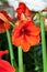 The portrait of Big hybrid Hippeastrum