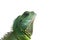 Portrait of big iguana isolated on white background. Close-up of the bearded dragon head on a white background