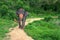 Portrait of the big majestic elephant with chained legs walking slowly on rural road through the jungle wilderness.