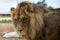 Portrait of a big male African lion