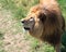 Portrait of a big male African lion against a grass