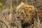 Portrait of a big male lion , Kruger park, South Africa