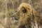 Portrait of a big male lion , profile, Kruger park, South Africa