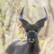 Portrait of a big male Nyala in Kruger National park