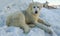 Portrait of big maremma sheepdog sitting in the snow