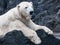 Portrait of big polar bear lying on a rock