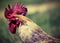 portrait of a big rooster and red crest in the henhouse