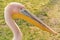 Portrait of Big Rosy Pelican