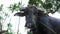 Portrait of a big scary buffalo tied by the nose, which grazes in the jungle