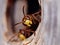 Portrait of a big wasp - a hornet