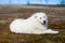 Portrait of Big white fluffy maremma dog lying on moss and looking to the camera in the field on a sunny day