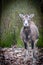 Portrait of a bighorn sheep