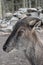 Portrait of a billy goat in a forest in Germany