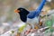 Portrait of bird - Blue Magpie