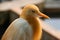 Portrait of a bird cattle egret - the most numerous bird of the heron family.