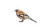 Portrait bird Chaffinch on a white isolated background