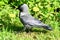 Portrait of bird: dark crow in the green grass