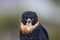 Portrait of bird Falco rufigularis close-up Ornitology