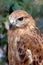 Portrait of bird of falcon