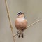 Portrait of a bird Finch sings on a branch in a spring garden