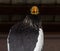 Portrait of a bird head and shoulders of a white-shouldered eagle Haliaeetus pelagicus.