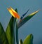 Portrait of a Bird of Paradise flower