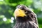 Portrait of bird of prey