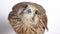 Portrait of a bird of prey on a light background