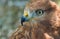 Portrait of bird of prey Long-legged Buzzard in pastel shades