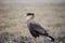 Portrait of bird of prey Strieted caracara, Phalcoboenus australis