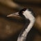 Portrait of a bird in the zoo, Anthropoides virgo, a locked bird in a cage.